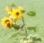 Sonnenblume.jpg