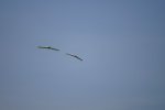 DSC08760.JPG